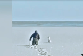 В Ейске спасают примерзших ко льду лебедей