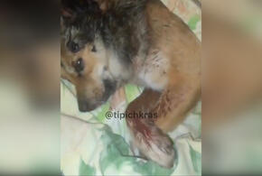 Житель Краснодара расстрелял бродячих собак