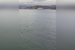 Жители Анапы сняли огромную стаю дельфинов, которая кружила в танце