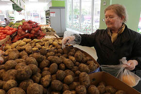 Четверть урожая картофеля в России хотят утилизировать