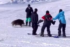 На горнолыжном курорте дикий кабан напал на сноубордистов