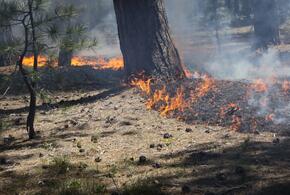 В Северском районе Кубани лесной пожар раскинулся на 19 гектаров