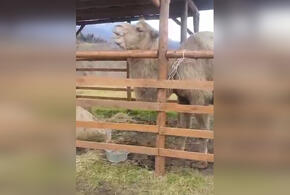 В Сочи нашли верблюда, сбежавшего из заброшенного сафари-парка