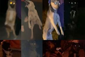 Активисты КПРФ рассказали о нарушениях при отлове собак в Краснодаре