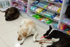 В Геленджике в магазине отдыхают собаки