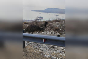В горах Новороссийска спасатели поймали потерявшегося страуса