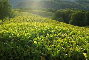 В Сочи более 500 га чайных плантаций перешли в собственность государства