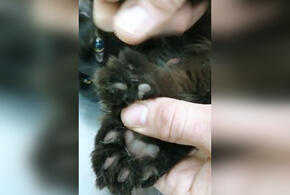 В Туапсе живет кот-снегоход с восьмью «лишними» пальцами на лапах