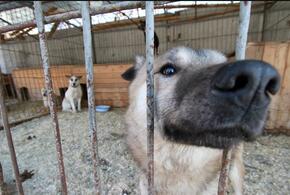 Бастрыкин поручил СК Кубани возбудить уголовное дело за непринятие мер по отлову бродячих собак