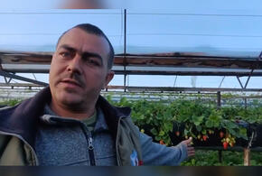 На Кубани фермеры попросили шеф-повара Ивлева извиниться за ролик с критикой цен на клубнику