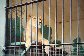 На Кубани снесут базу отдыха, где на ребенка набросился лев