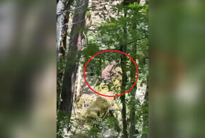 В Сочи туристы заметили медвежонка