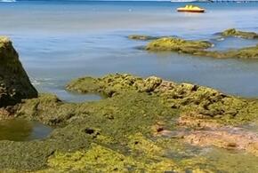 Уже зацвело: море в Анапе покрылось зелено-бурой камкой