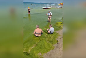 В Анапе из-за водорослей туристы не могут искупаться в море
