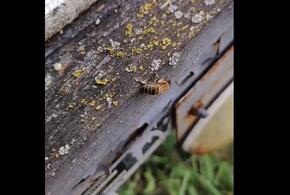В Новороссийске произошла массовая гибель медоносных пчел