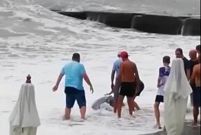 В Сочи дельфинов выбросило на берег во время шторма
