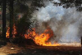 В Геленджике горит почти 3 гектара соснового леса