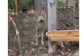 В Новороссийске в садовом товариществе нашли вольер с голодными волками