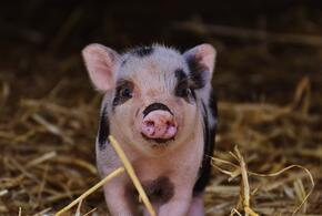 Африканская чума свиней найдена в четвертом районе Краснодарского края