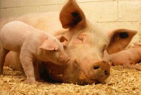 Африканскую чуму свиней обнаружили еще в одном районе Кубани