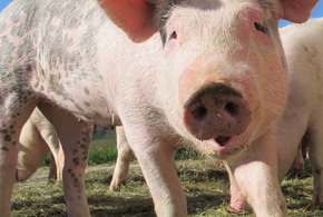 Департамент ветеринарии Краснодарского края комментирует ситуацию с африканской чумой свиней