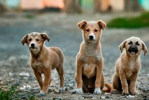 Кинолог рассказал, как отбиться от бродячих собак