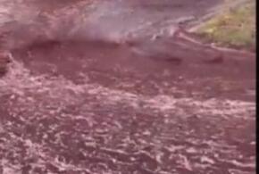 Краев не видят: в Португалии город затопило вином