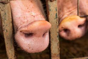 На Кубани нашли африканскую чуму свиней в субпродуктах, которые продавали в магазине