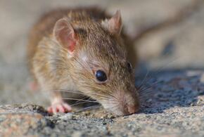 На Кубани стали известны подробности гибели грудного ребенка после травли мышей