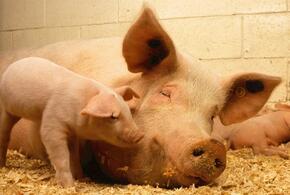 Новый очаг африканской чумы свиней обнаружили на Кубани