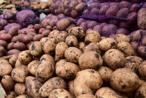 Сегодня в Краснодаре работают 6 ярмарок выходного дня