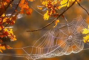 Специалист рассказала об опасностях, которые таит в себе бабье лето