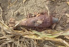 В Краснодарском крае на кукурузном поле нашли мину
