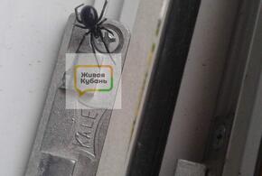 В сарае анапчанина поселился паук, яд которого в 15 раз сильнее яда гремучей змеи