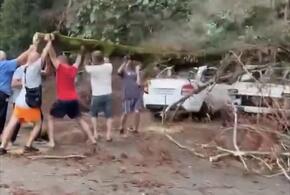 В Сочи дерево рухнуло на автомобили во время шторма