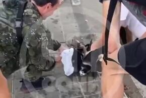  В Сочи собака бойцовской породы загрызла йоркширского терьера