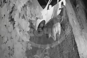 В Сочи владельцу питбулей, которые оторвали ухо пенсионерке и разорвали ее собачку, предъявлено обвинение