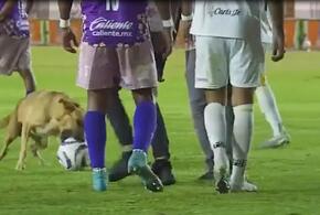 Во время футбольного матча пес выскочил на поле и устроил шоу