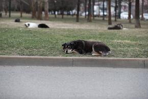 4533 укушенных: в Краснодаре наконец-то начали строительство приюта для бездомных собак