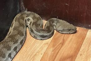 Близко не подходить: в центре Сочи обнаружили самую крупную гадюку в мире