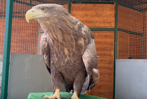 Казбеку дадут женское имя: в Сочи определили пол белохвостого орлана