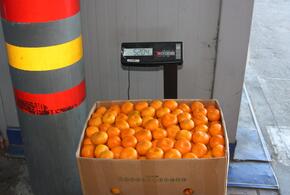 «Мандариновый сезон» на границе с Абхазией объявили открытым