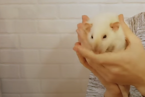 Мужчина прилетел в Минеральные Воды с крысой в трусах