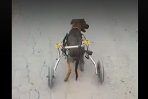 Парализованного щенка из Анапы перевезли в Новороссийск и сделали инвалидную коляску