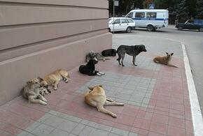 Почти 11 тысяч человек покусали собаки в Краснодарском крае