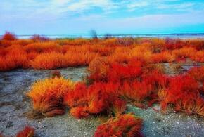 Под Анапой туристы обнаружили поля с марсианскими пейзажами