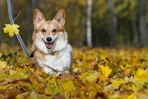 Прогноз синоптиков: какой будет погода с 30 октября по 5 ноября на Кубани