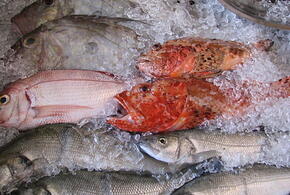 С сегодняшнего дня Россельхознадзор ограничивает импорт рыбы из Японии
