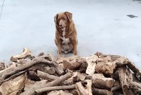 Самого пожилого пса в мире могли подменить