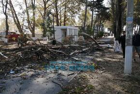 Ураганный ветер валит деревья в городах Краснодарского края